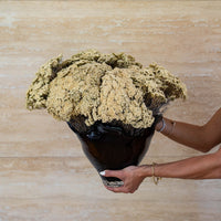MARIA preserved morrison in black Lashay vessel, held to show scale