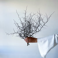 DRIED COROKIA