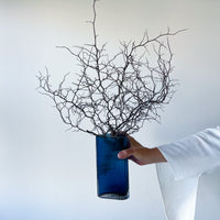 DRIED COROKIA