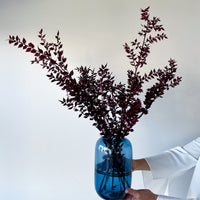 PRESERVED ITALIAN RUSCUS | DEEP BURGUNDY