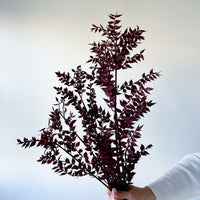 PRESERVED ITALIAN RUSCUS | DEEP BURGUNDY