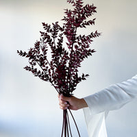 PRESERVED ITALIAN RUSCUS | DEEP BURGUNDY