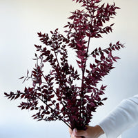 PRESERVED ITALIAN RUSCUS | DEEP BURGUNDY