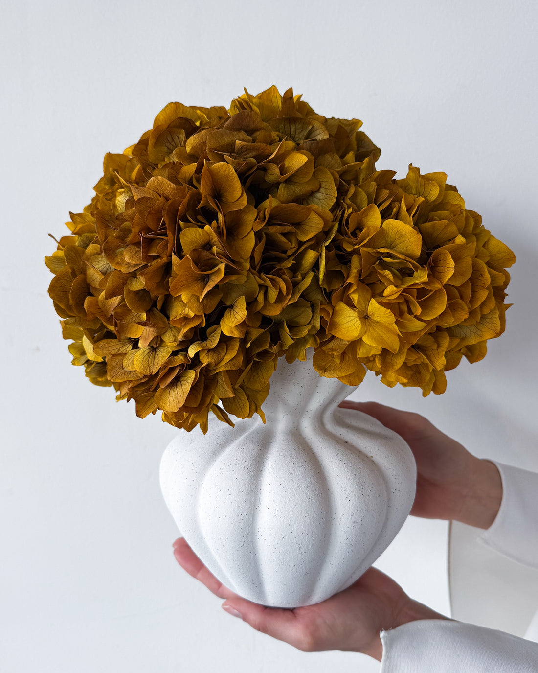 AURELIA PRESERVED AUTUMN HYDRANGEA IN WHITE VASE