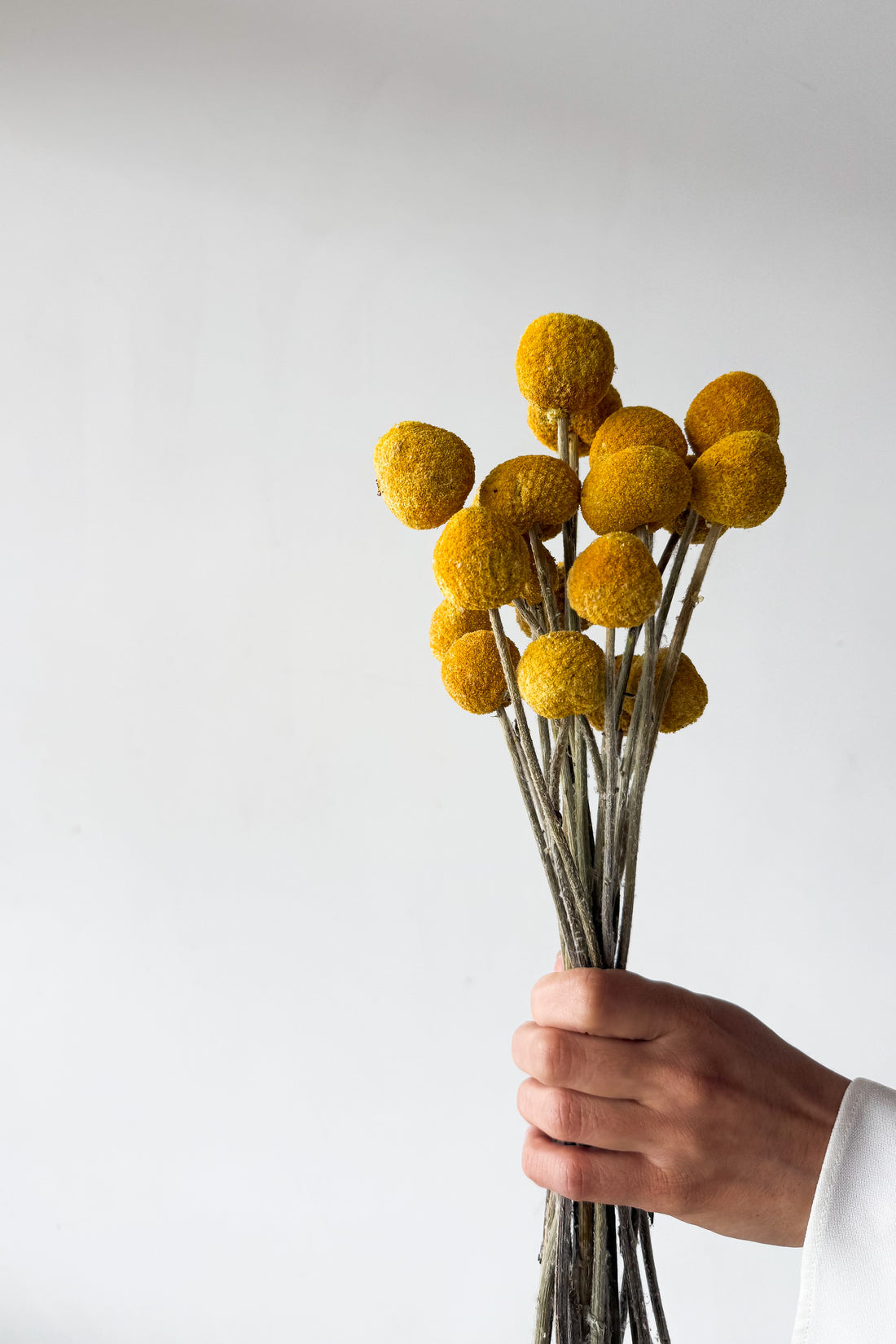 DRIED BILLY BUTTONS | NATURAL YELLOW