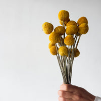 DRIED BILLY BUTTONS | NATURAL YELLOW