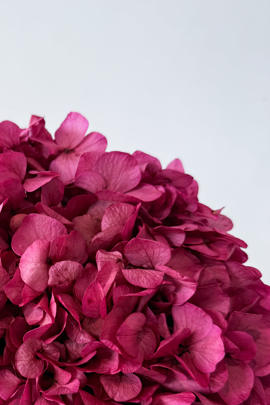PRESERVED HYDRANGEA STEM I GIGI PINK I LARGE-LEAF