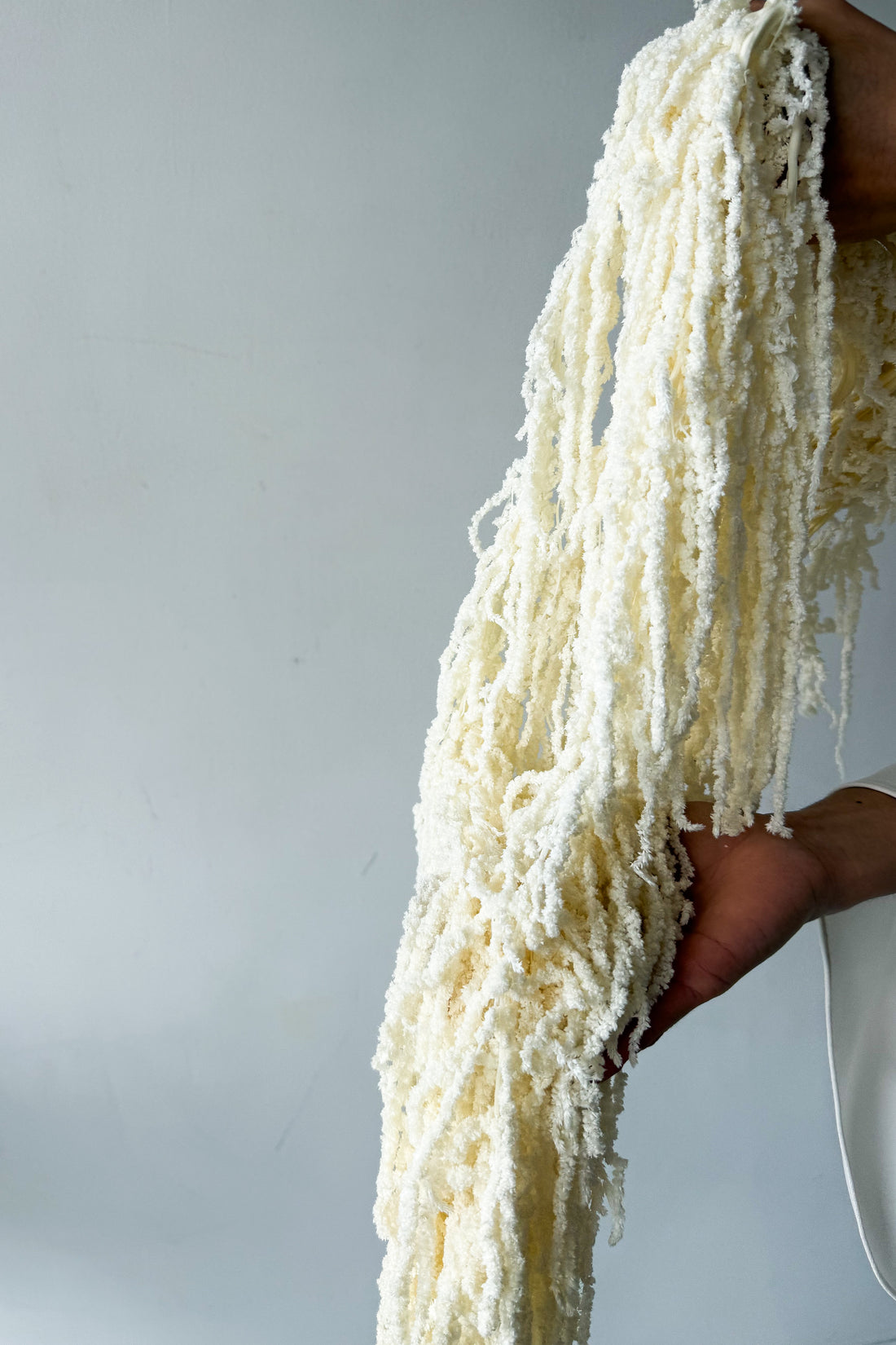 PRESERVED AMARANTHUS | IVORY WHITE