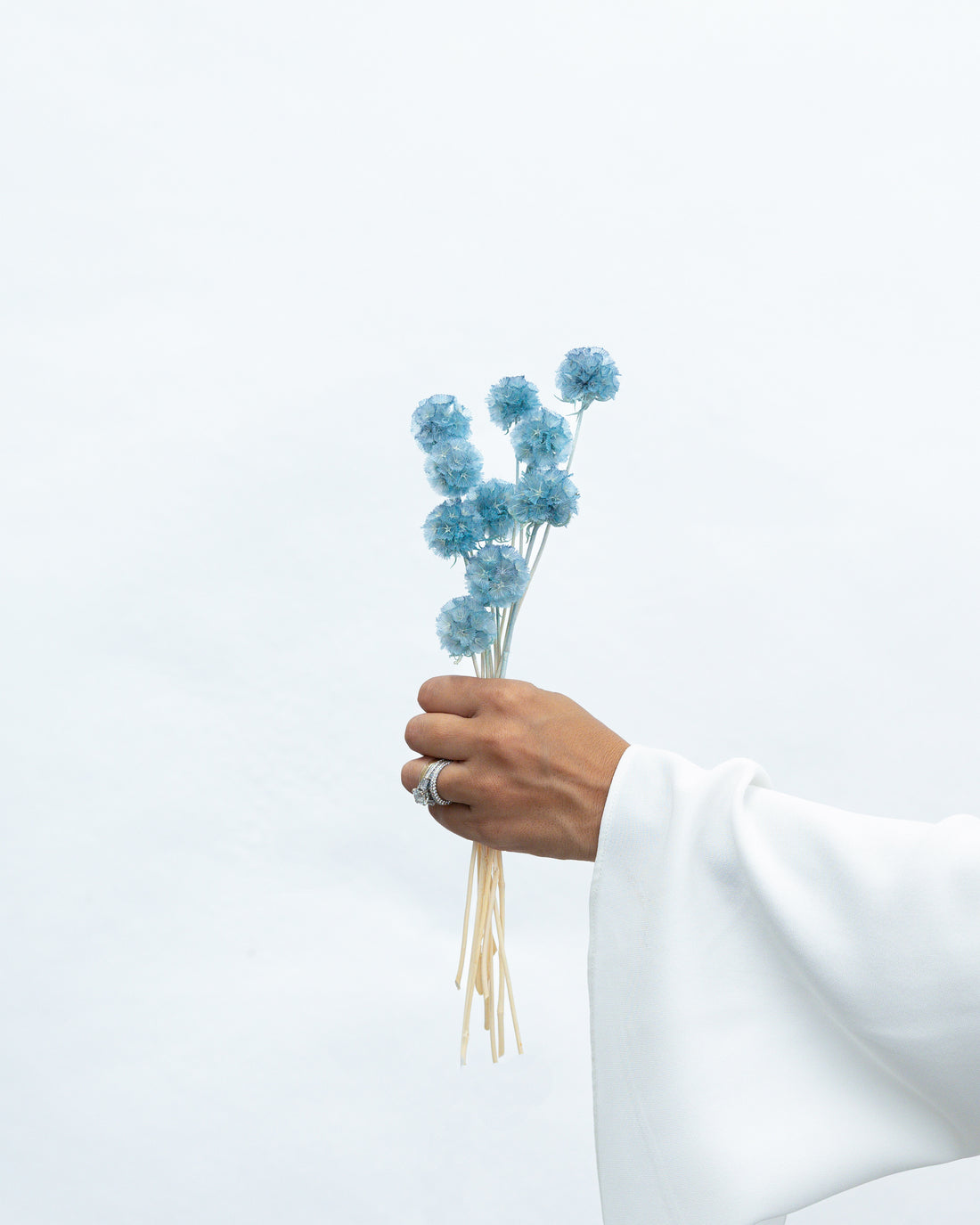 PRESERVED SCABIOSA | GREY BLUE