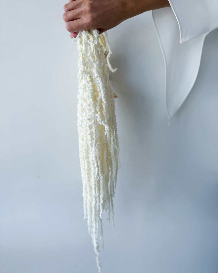 PRESERVED AMARANTHUS | IVORY