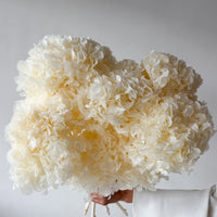 PRESERVED HYDRANGEA STEM I WHITE I LARGE-LEAF