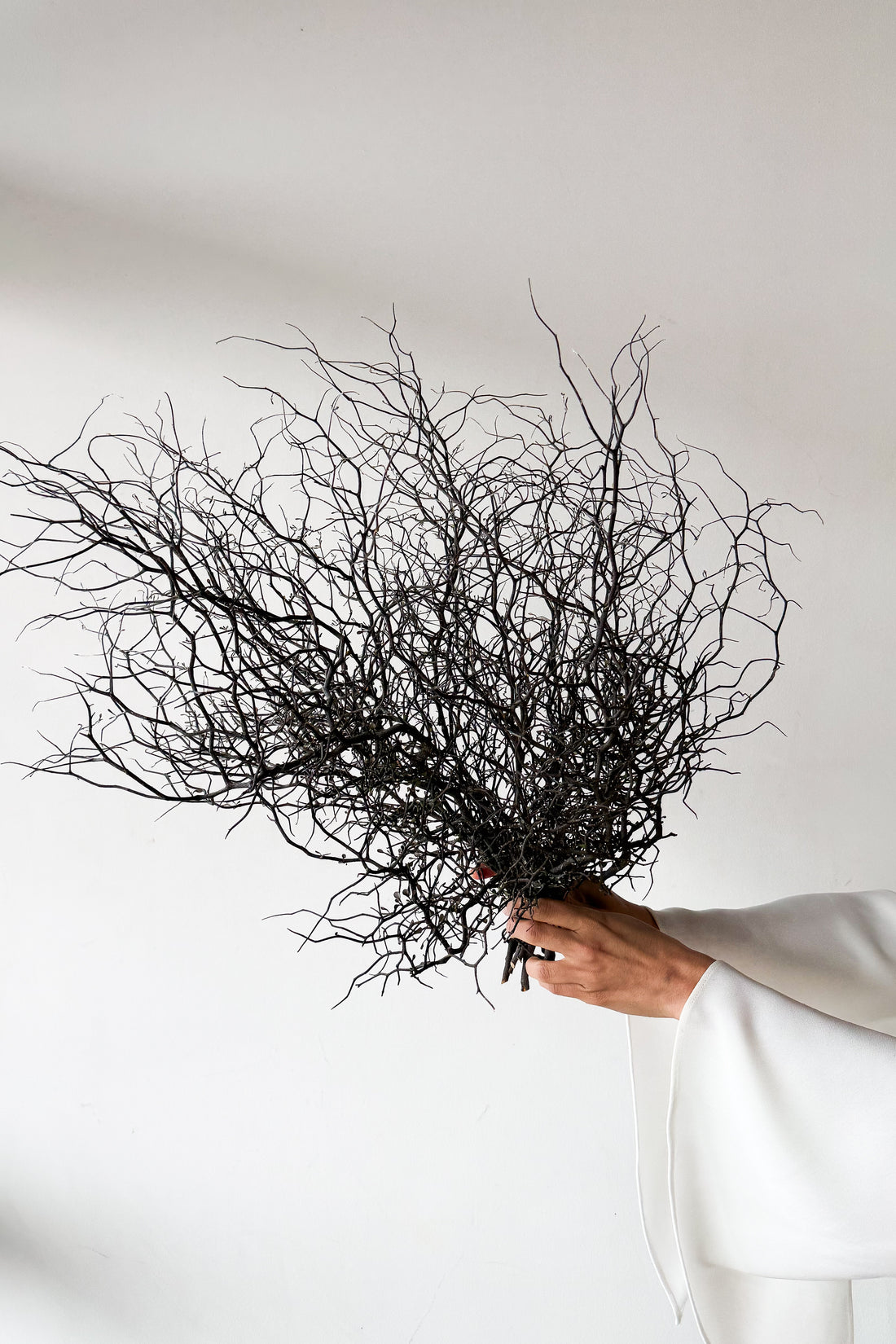 DRIED COROKIA