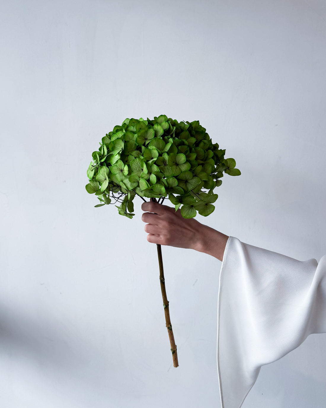 PRESERVED HYDRANGEA STEM I KELLY GREEN I LARGE-LEAF