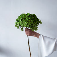 PRESERVED HYDRANGEA STEM I KELLY GREEN I LARGE-LEAF