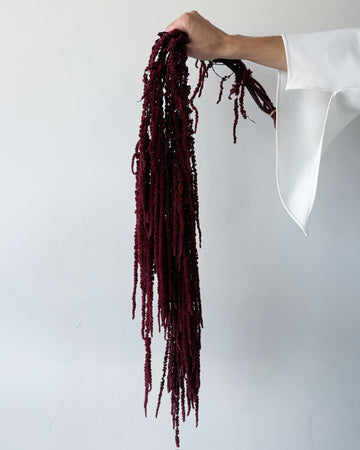 PRESERVED AMARANTHUS | BURGUNDY