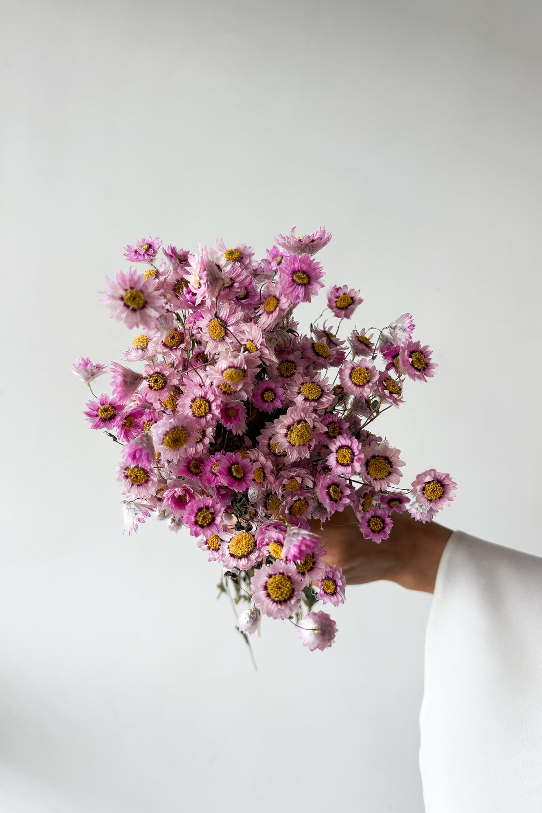 Blossom dried daisies by The Palmier, side profile