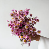 Blossom dried daisies by The Palmier, side profile