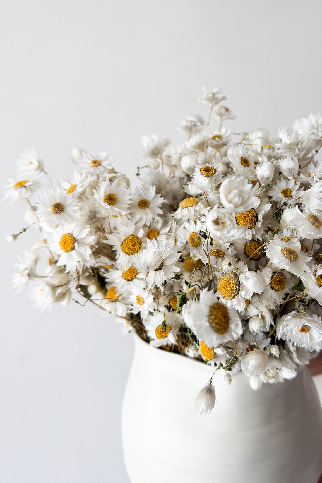 DAISY DREAM DRIED FLOWER ARRANGEMENT IN WHITE VASE