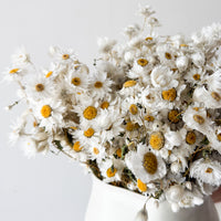 DAISY DREAM DRIED FLOWER ARRANGEMENT IN WHITE VASE