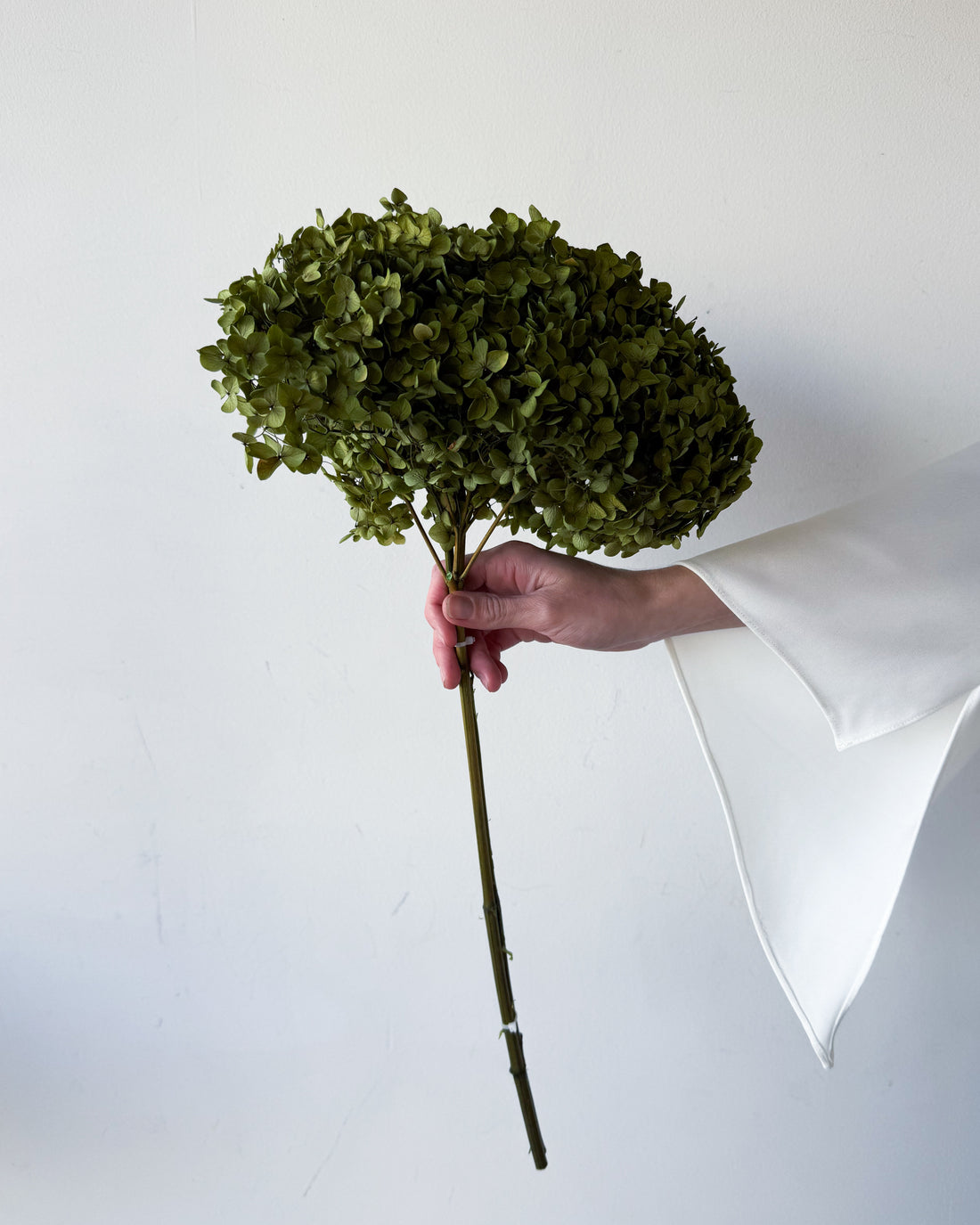 PRESERVED HYDRANGEA STEM | LIME GREEN | SMALL-LEAF