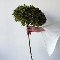 PRESERVED HYDRANGEA STEM | LIME GREEN | SMALL-LEAF
