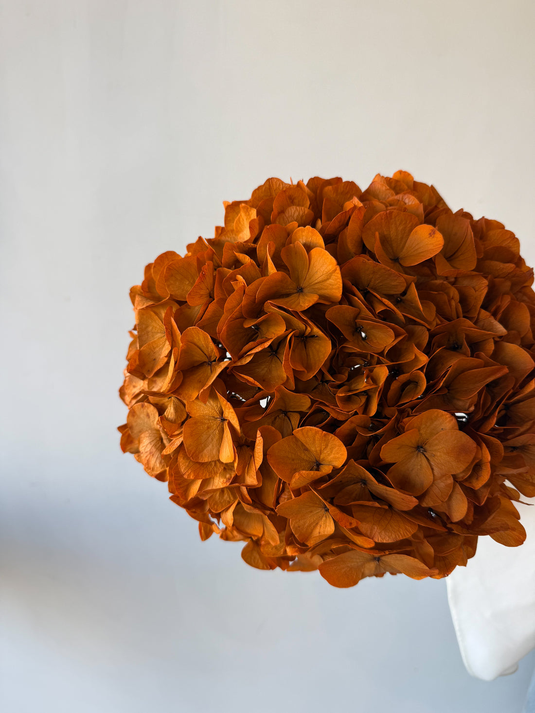 PRESERVED HYDRANGEA STEM I ORANGE I LARGE-LEAF