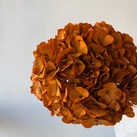PRESERVED HYDRANGEA STEM I ORANGE I LARGE-LEAF