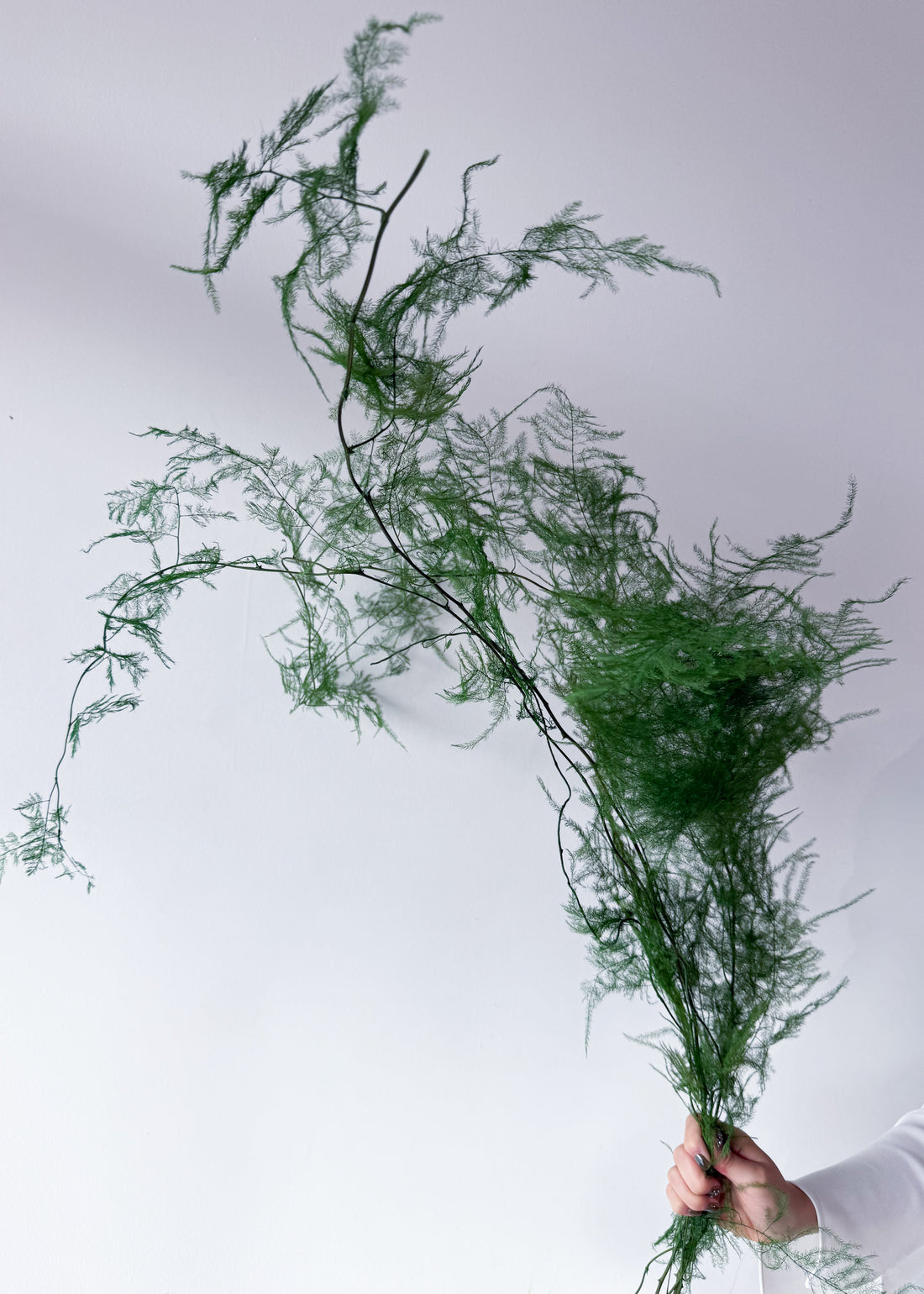 PRESERVED FINE FERN | GREEN