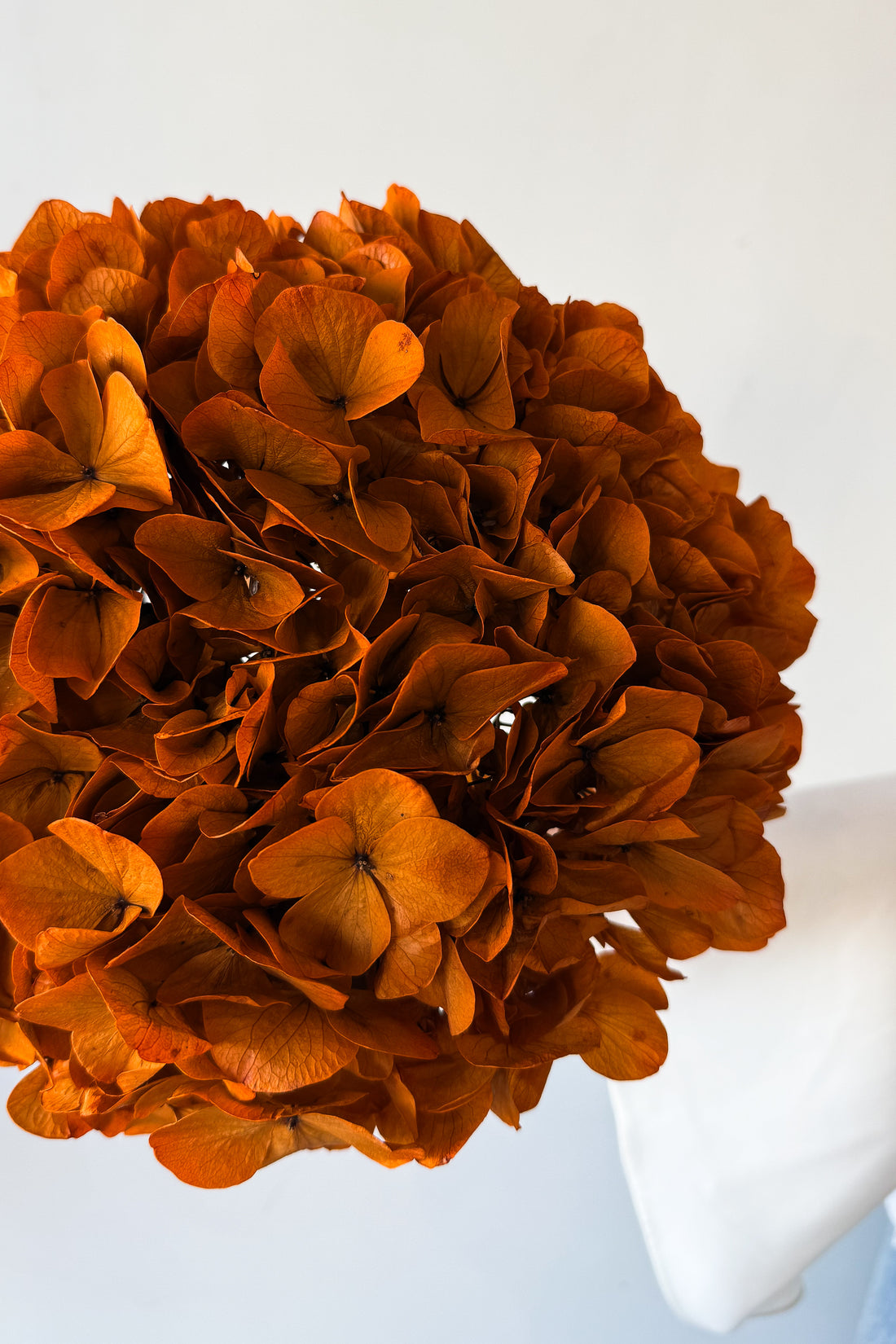 PRESERVED HYDRANGEA STEM I ORANGE I LARGE-LEAF
