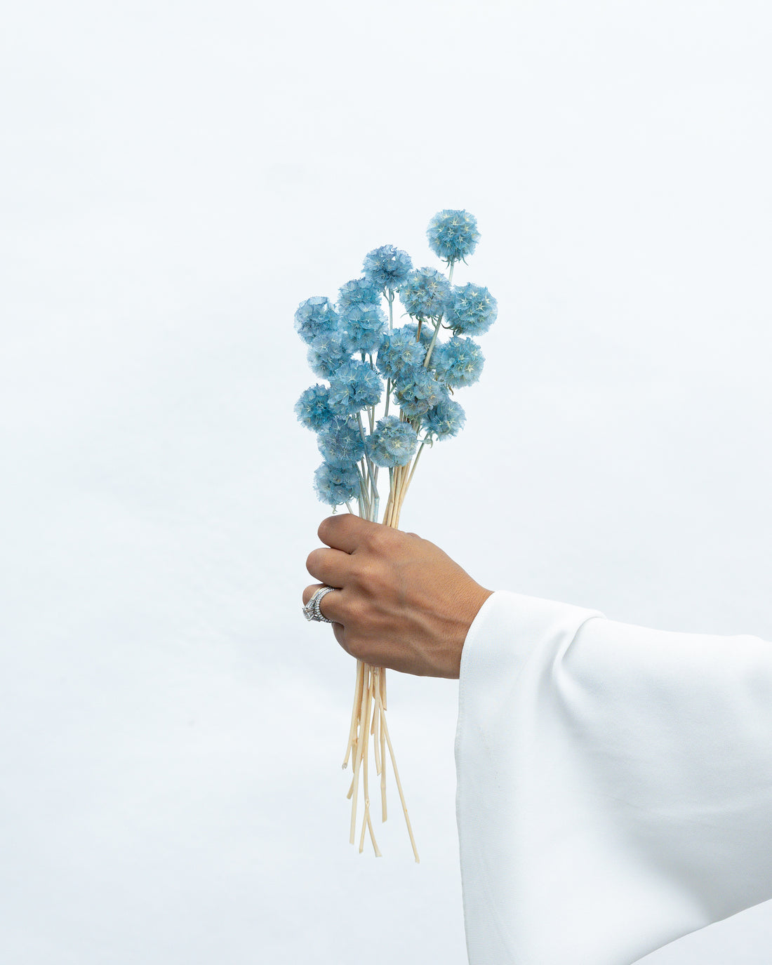 PRESERVED SCABIOSA | GREY BLUE