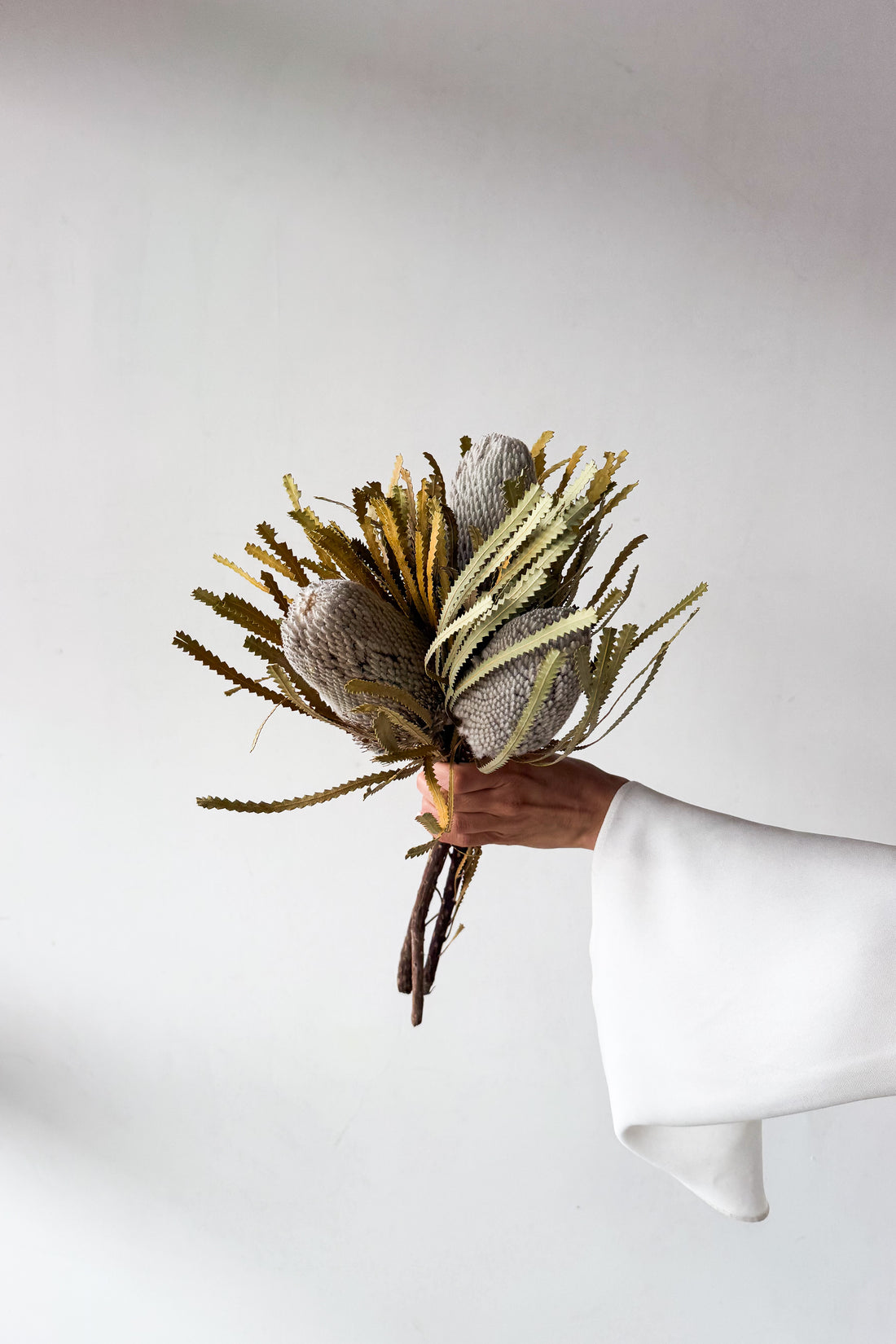 DRIED BANKSIA HOOKERIANA I NATURAL