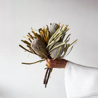 DRIED BANKSIA HOOKERIANA I NATURAL