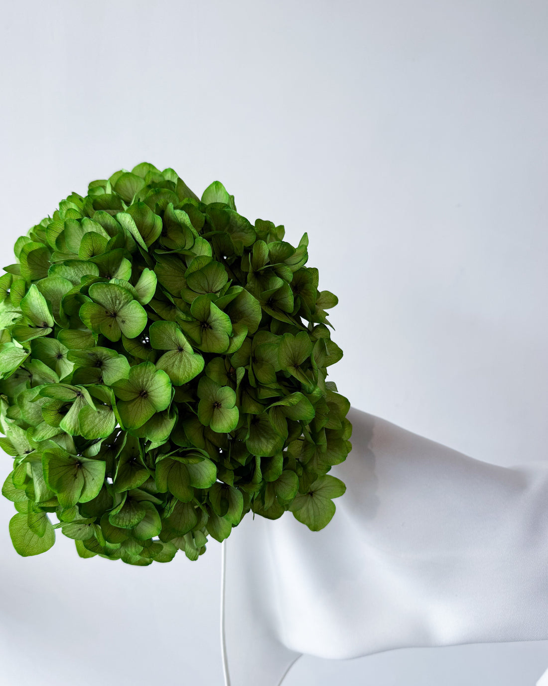PRESERVED HYDRANGEA STEM I KELLY GREEN I LARGE-LEAF
