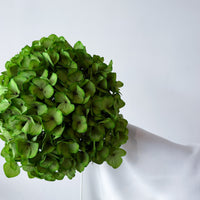 PRESERVED HYDRANGEA STEM I KELLY GREEN I LARGE-LEAF