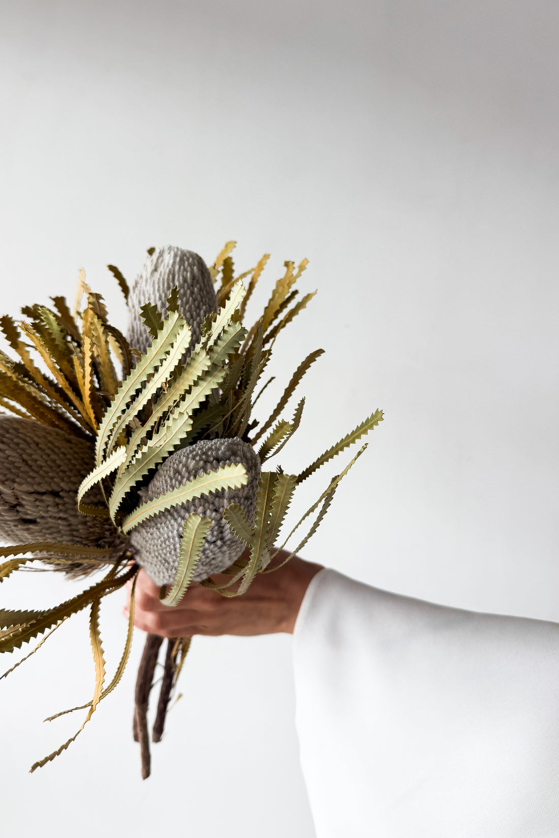 DRIED BANKSIA HOOKERIANA I NATURAL