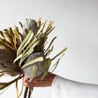 DRIED BANKSIA HOOKERIANA I NATURAL
