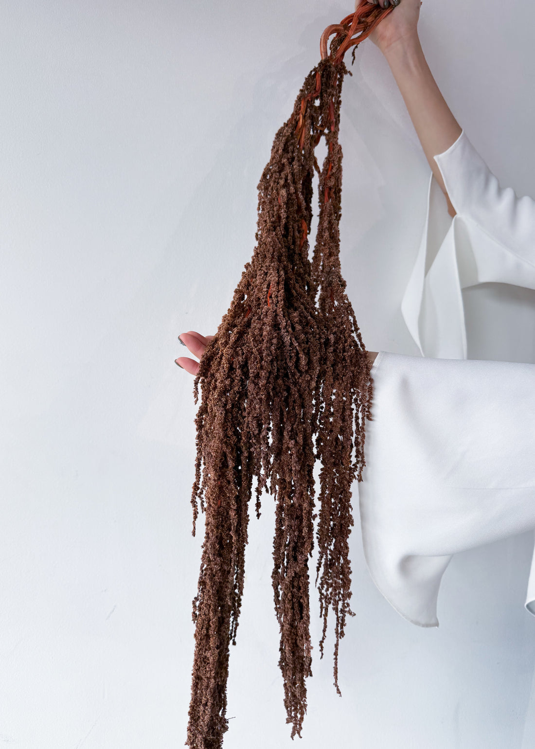 PRESERVED AMARANTHUS | BRONZE