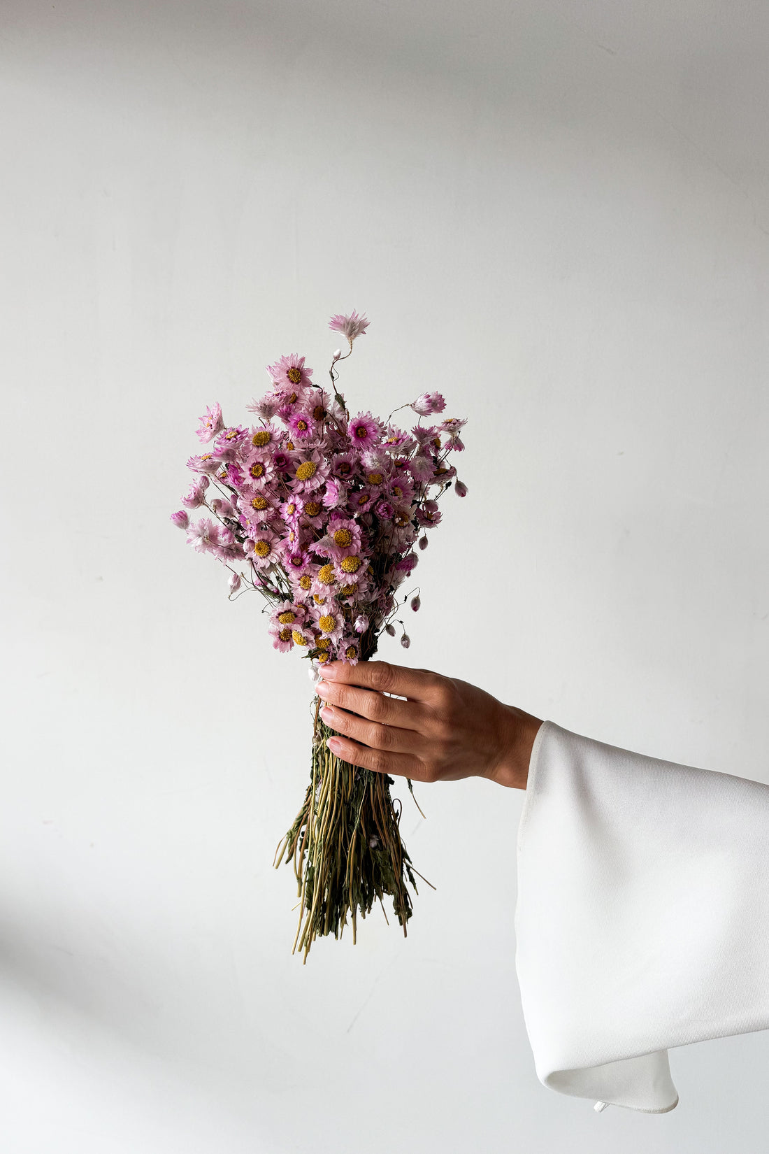 Blossom dried daisies by The Palmier, bunch of stems