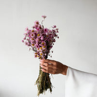 Blossom dried daisies by The Palmier, bunch of stems
