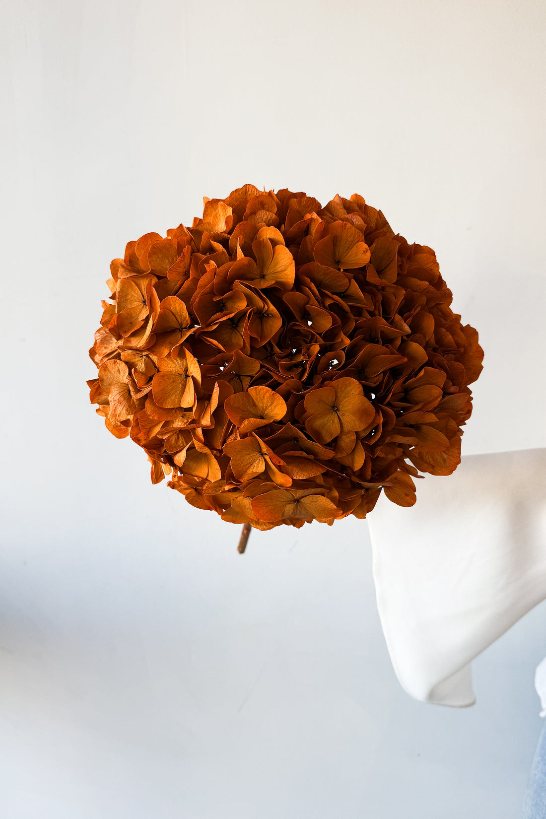 PRESERVED HYDRANGEA STEM I ORANGE I LARGE-LEAF