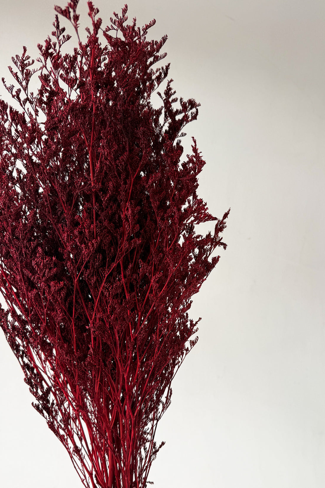 PRESERVED MISTY | WINE RED