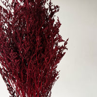 PRESERVED MISTY | WINE RED
