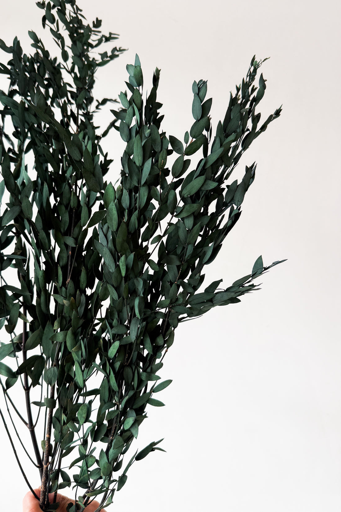 PRESERVED SMALL-LEAF GUM | DEEP SEA GREEN