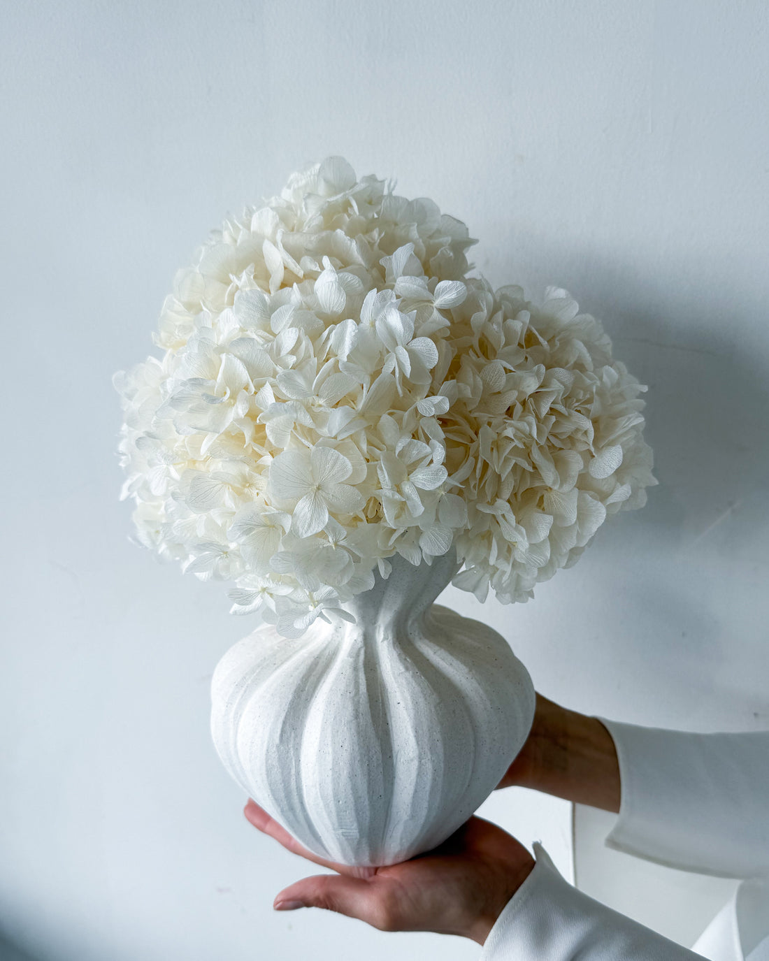 AURELIA PRESERVED WHITE HYDRANGEA IN WHITE VASE