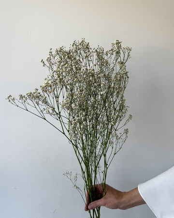 DRIED BABY'S BREATH | NATURAL