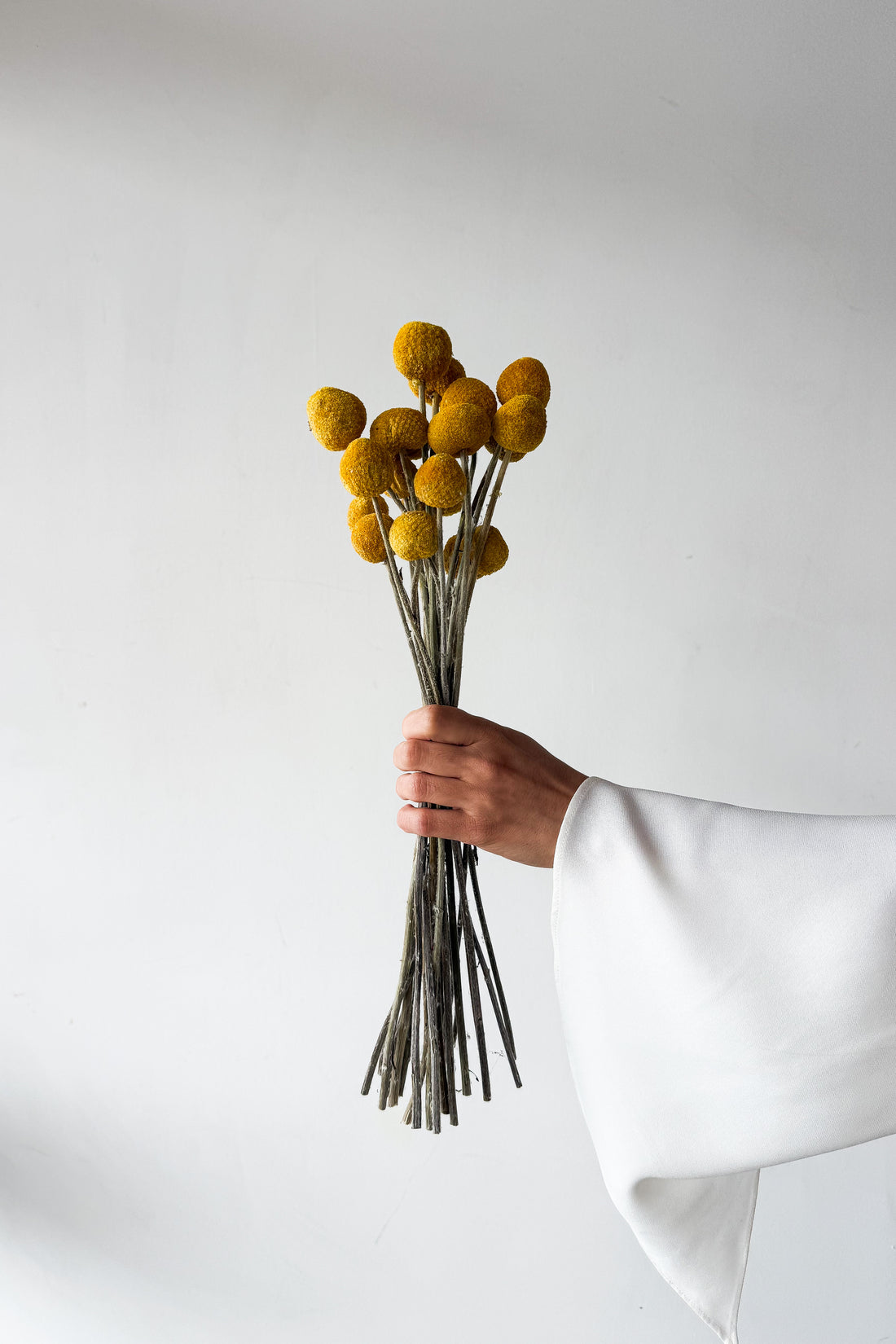 DRIED BILLY BUTTONS | NATURAL YELLOW