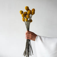 DRIED BILLY BUTTONS | NATURAL YELLOW