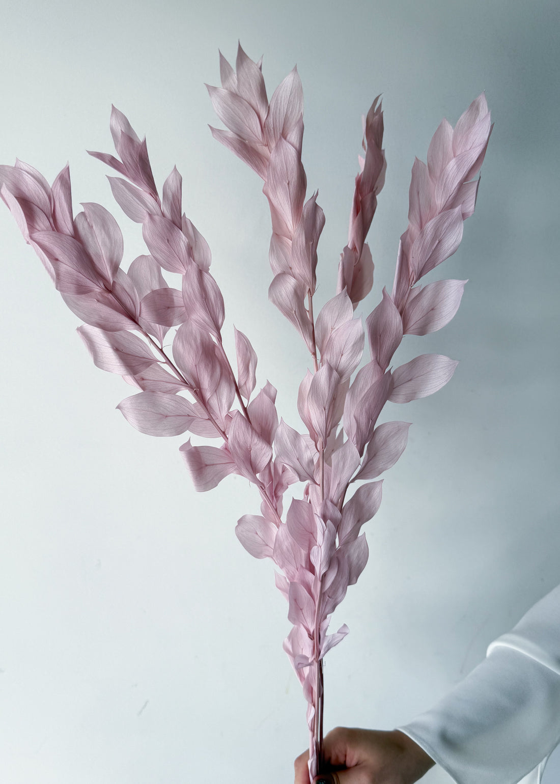 ISRAEILI RUSCUS | LILAC