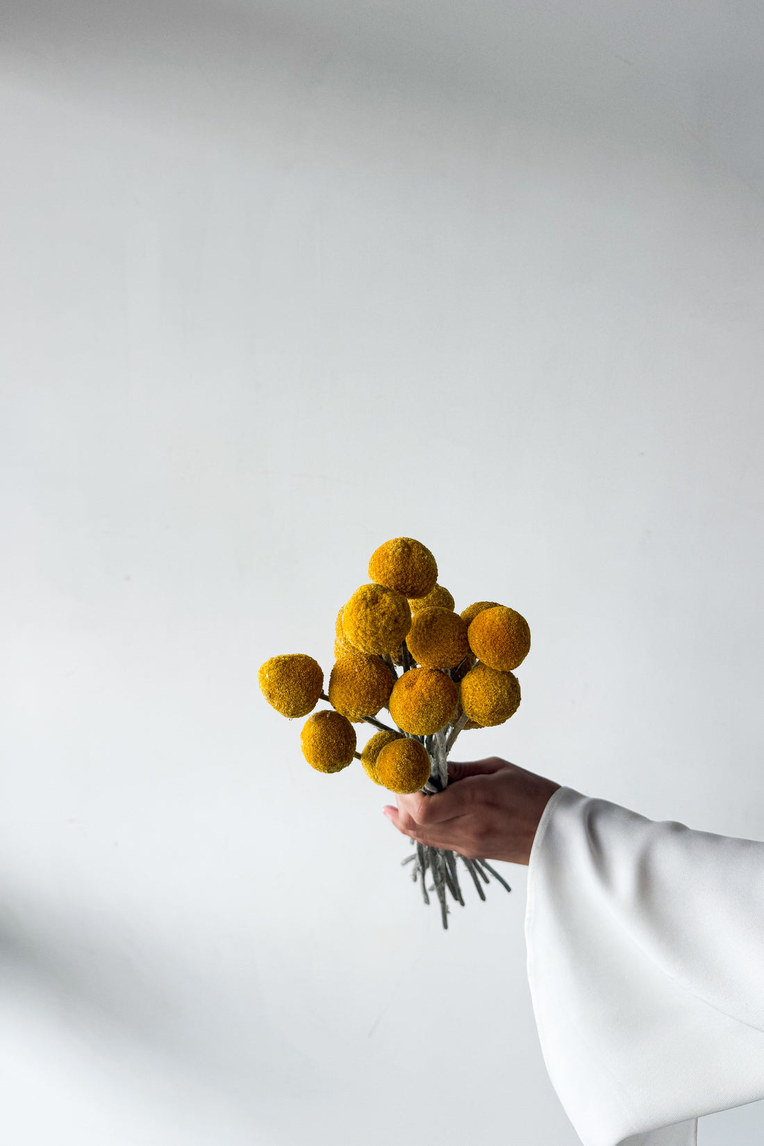 DRIED BILLY BUTTONS | NATURAL YELLOW
