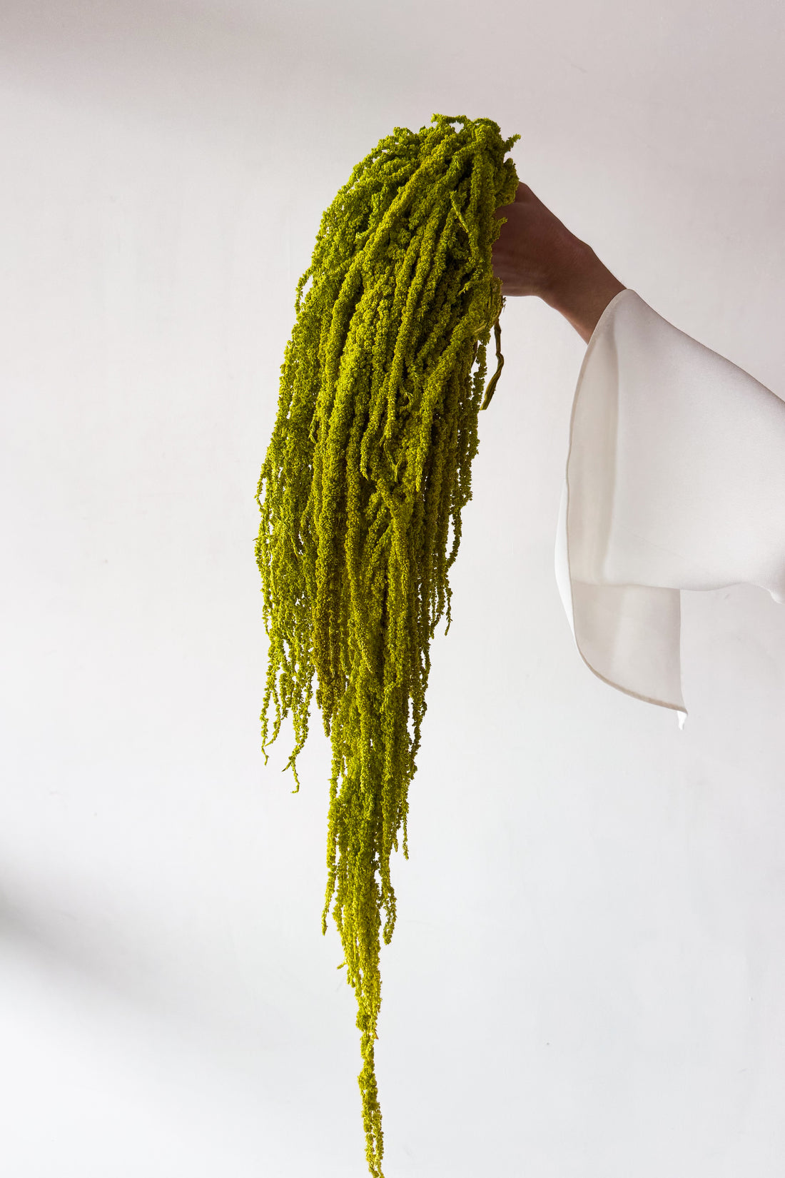 PRESERVED AMARANTHUS | LIGHT LIME GREEN